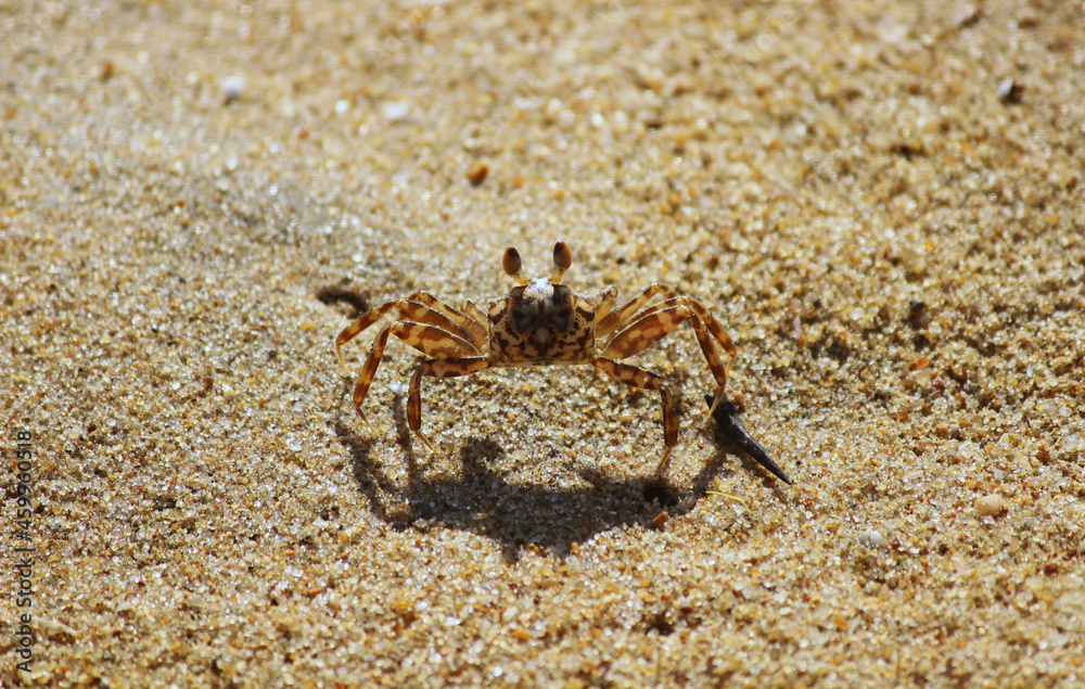 Small beach crab on the sand close up. Ocypodidae - family of semiterrestrial crabs that includes the ghost crabs and fiddler crabs.