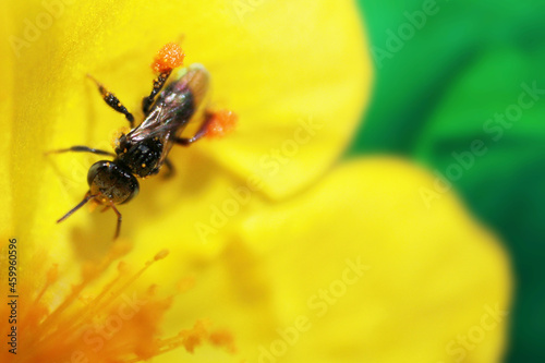 Carpenter bee collecting honey from a table rose. Pollens carrying honeybee. 