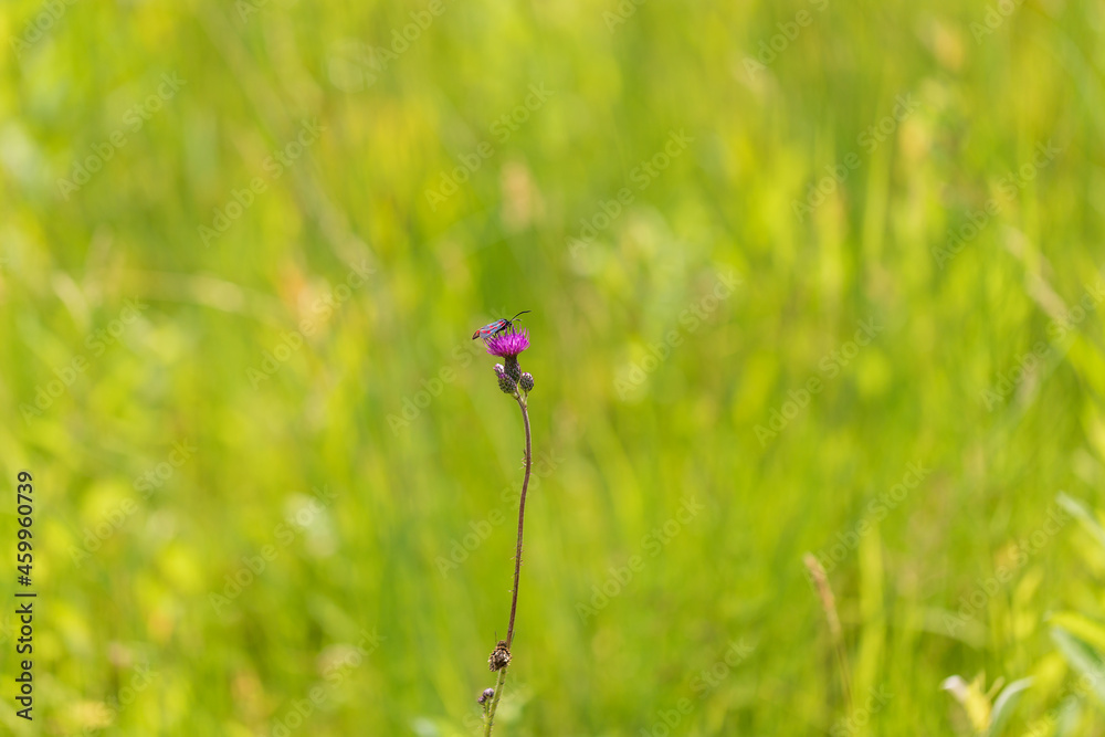 Blooming flowers of meadow flowers in the meadow. There are various insects on the flowers - butterfly, moth, beetle. The background is green. Blooming flowers of meadow flowers in the meadow. There are various insects on the flowers - butterfly, moth, beetle. The background is green.