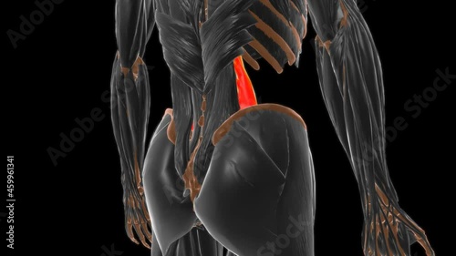 Psoas major Muscle Anatomy For Medical Concept 3D photo