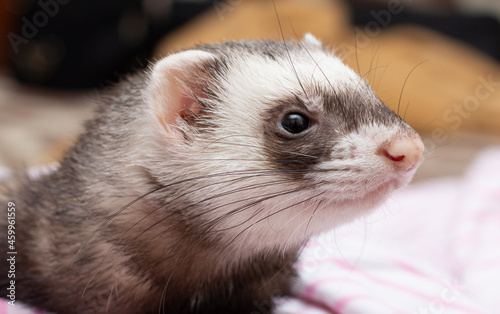portrait of a little ferret