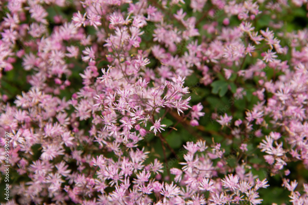 delicate wild flower close-up