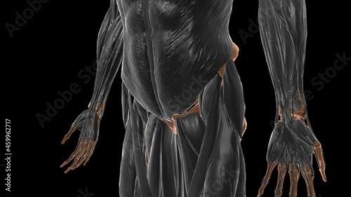 Piriformis Muscle Anatomy For Medical Concept 3D photo