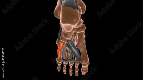 Opponens digiti minimi of foot Muscle Anatomy For Medical Concept 3D photo