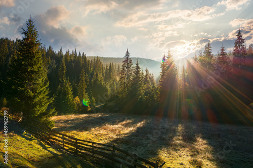 coniferous forest at sunrise. beautiful nature scenery of apuseni natural park, romania. sunny outdoor background