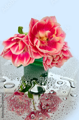 Elegant bouquet of three spring wet pink-white tulip flowers on glass background with drops of water. In each droplets reflected flowers. Artistic floral design for greeting card, poster or print