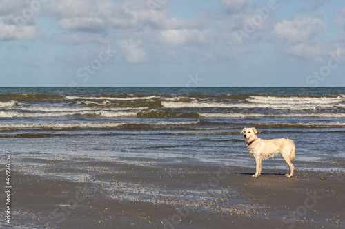 Young Puppy Dog at the beach near Fort-Mahon-Plage, France, Europe