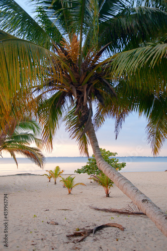 palms