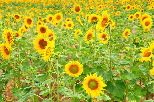 sunflowers