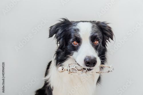 Trick or Treat concept. Funny puppy dog border collie holding skeleton in mouth isolated on white background. Preparation for Halloween party.