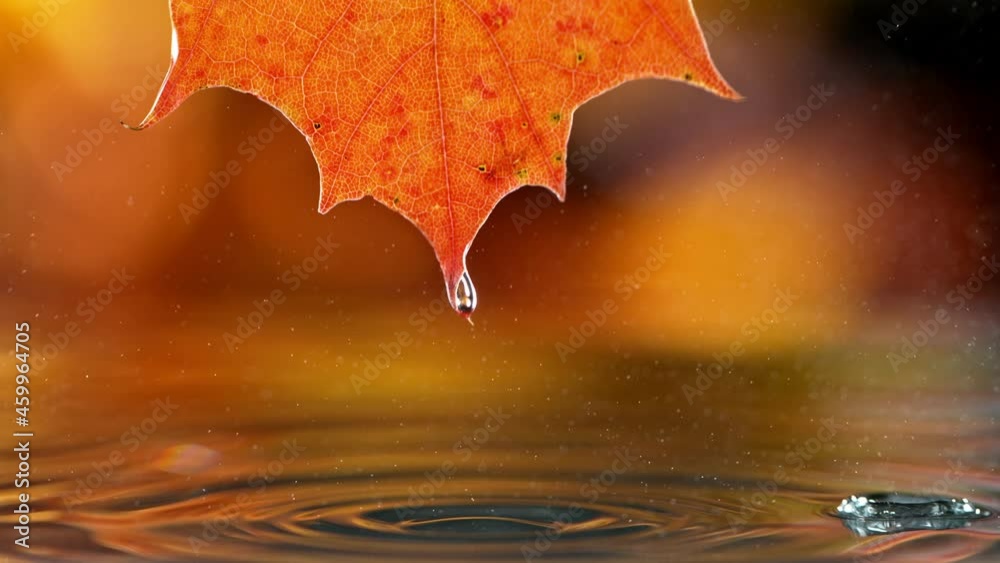 Super slow motion of autumn maple leaf with dripping drops into water. Filmed on high speed cinema camera, 1000 fps.