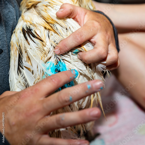 Applying blue wound care ointment to chicken
