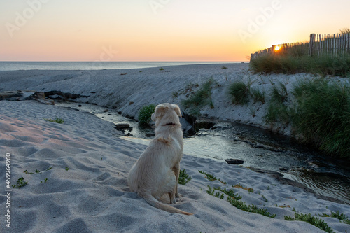 Youn Puppy at the beach at sunset in Ploemeur  France