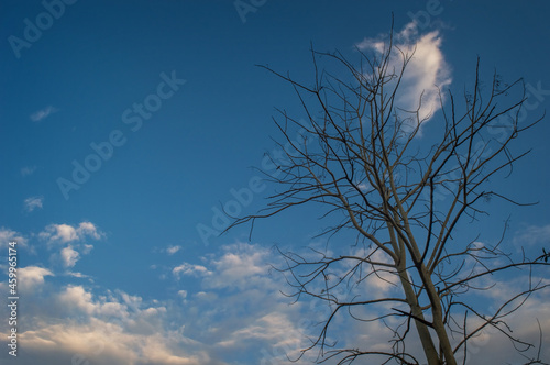 background, dry trees and cloudy sky
