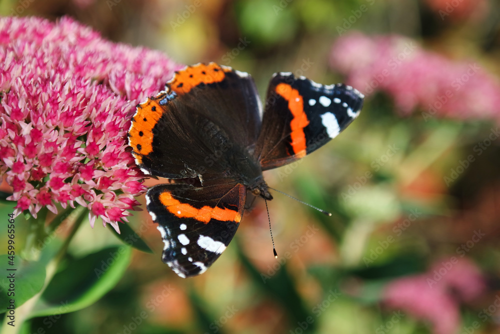 Motyl na różowym kwiatku jesienią. Motyl na różowym kwiatku jesienią.