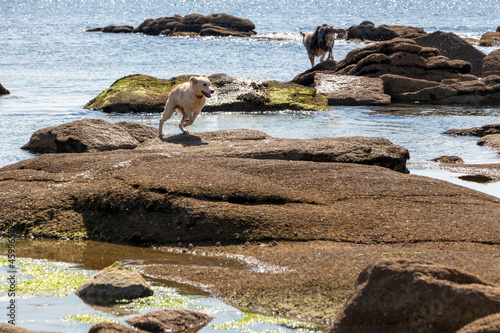 Young Puppy at the coast in Ploemeur, France, Europe photo