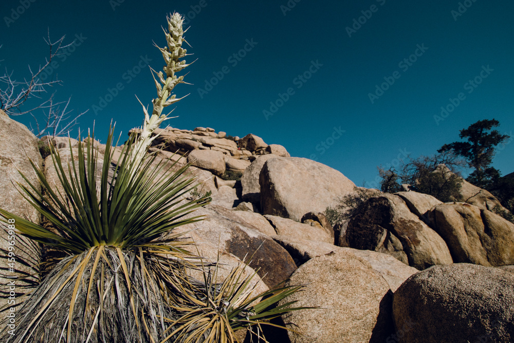 Joshua Tree National Park Joshua Tree National Park