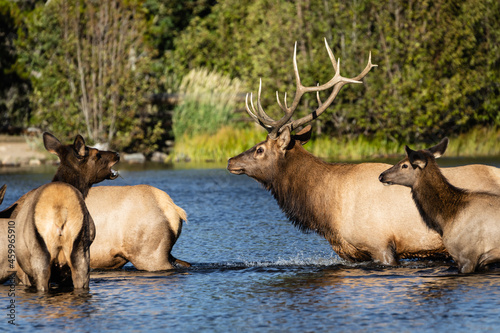 Elk crossing Sprague Lake in Colorado