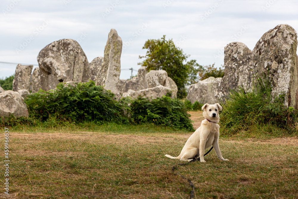 Naklejka premium Young Puppy Dog Standing Stones, Kerzerho, Erdeven, Morbihan, France, Europe