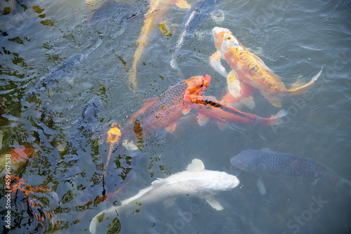 Koi Fish Swimming in Pond Lily Pads © Andrea