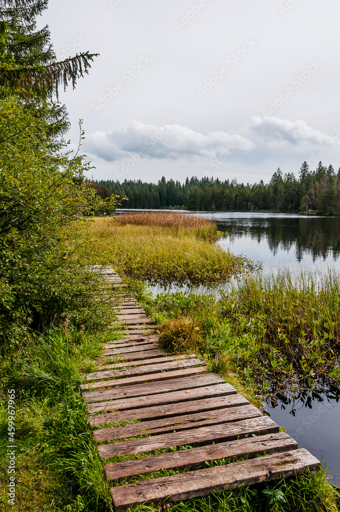 étang de la gruère, la gruère, See, Moorsee, Moor, Holzsteg, Hochmoor, Wanderweg, Spazierweg, Wald, Waldweg, Wasserpflanzen, Torfmoos, Jura, Naturschutz, Sommer, Herbst, Herbstfarben, Schweiz