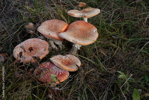 mushrooms in the woods
