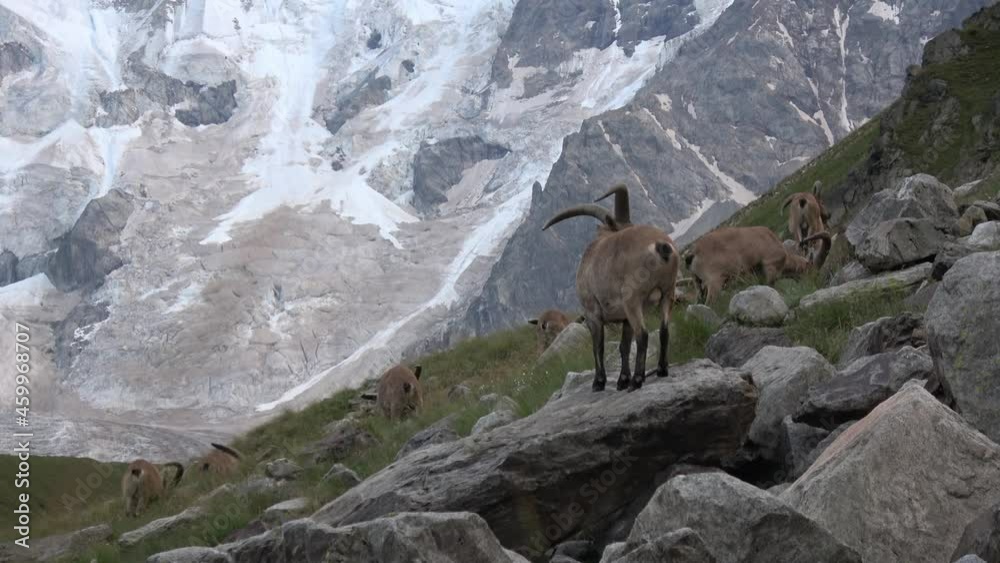 Caucasus. Bezengi gorge. A herd of mountain goats on the slope. Caucasus. Bezengi gorge. A herd of mountain goats on the slope.