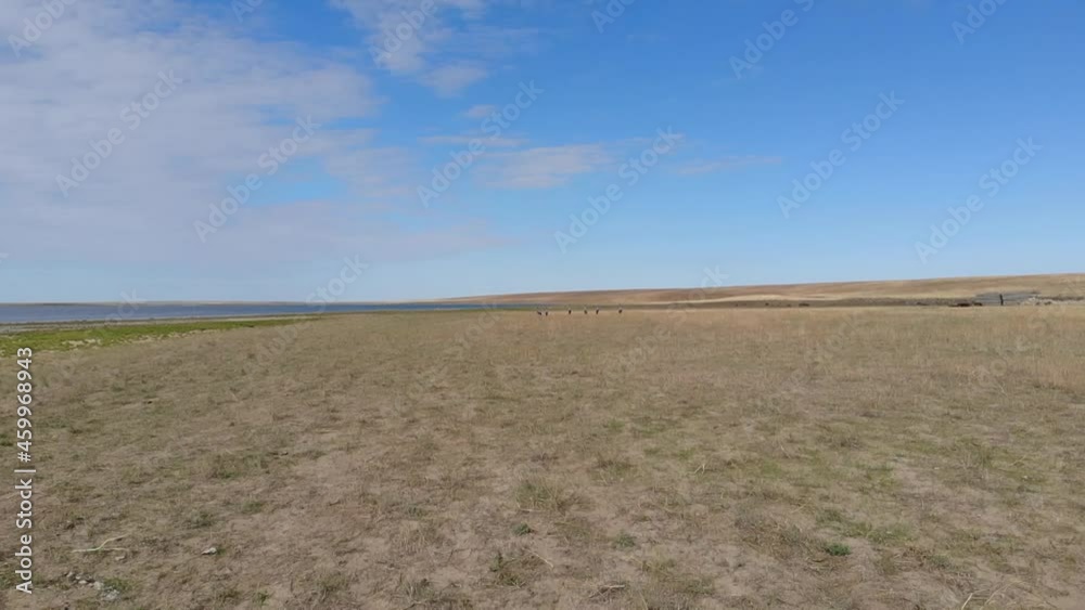 Kalmykia. Reserve. A group of cranes near the lake. Kalmykia. Reserve. A group of cranes near the lake.