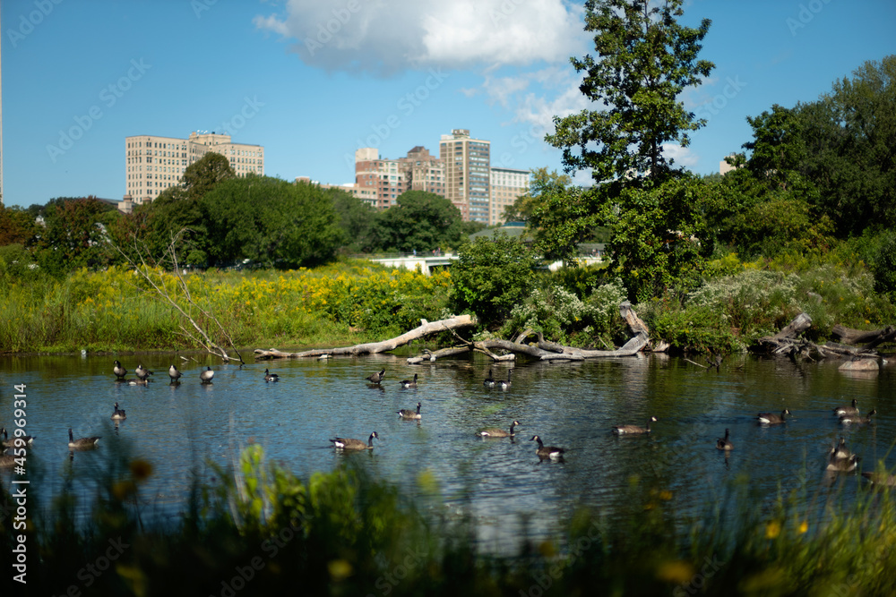Pond in Lincoln park Chicago with yellow flowers woods and ducks Pond in Lincoln park Chicago with yellow flowers woods and ducks