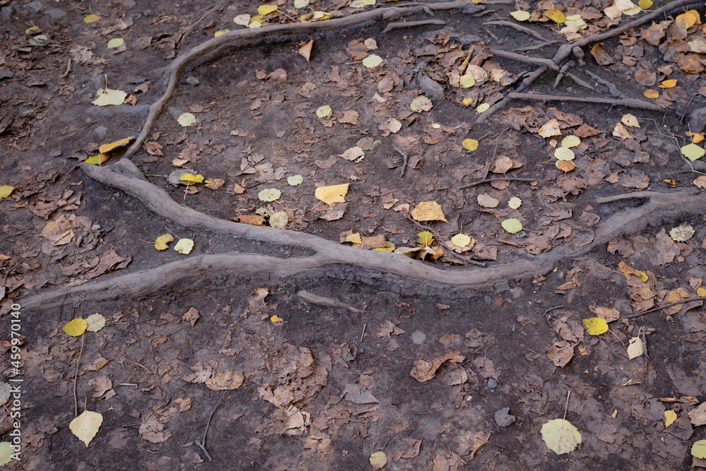 roots of a tree on the earth's surface, roots and yellow leafs, image taken from above, autumn background