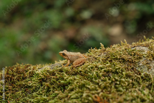 Isolated Wild frog view while resting on forest ecosystem,amphibian animals