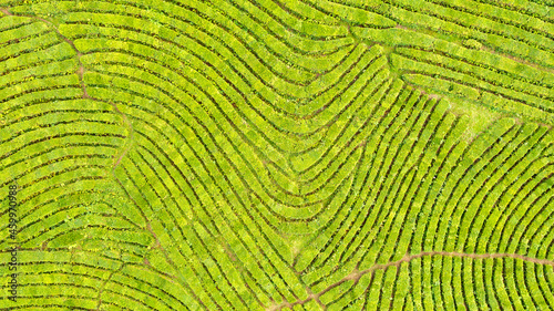 Aerial view shot from drone of green tea plantation, Top view aerial photo from flying drone of a tea plantation