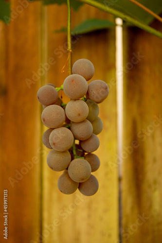 grapes on the vine