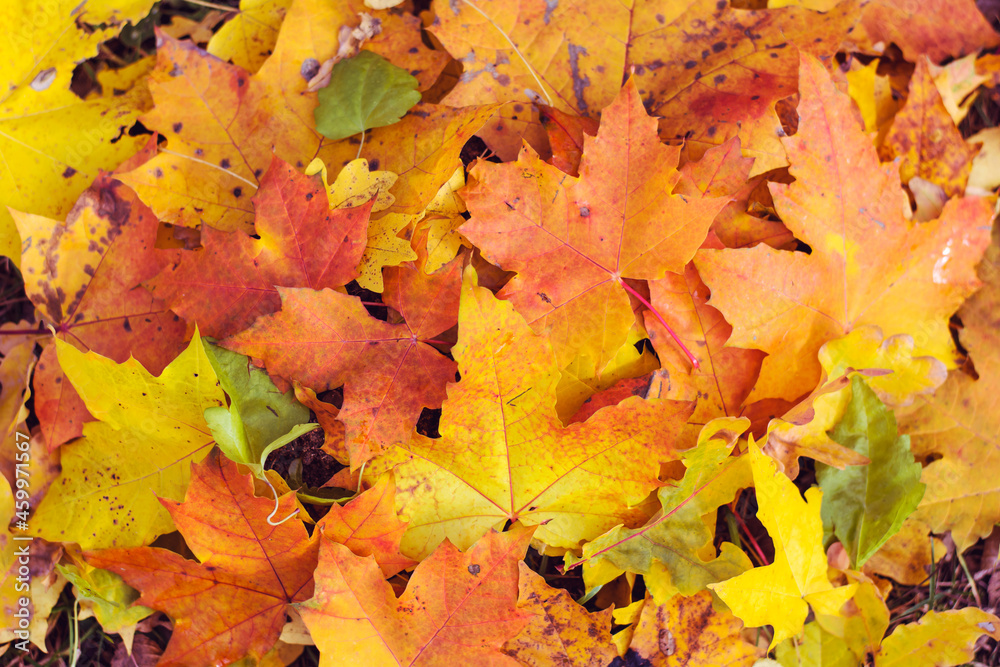 Yellow Autumn Leaves .Autumn Leaves Background