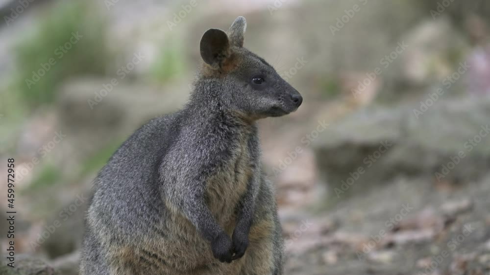 The swamp wallaby (Wallabia bicolor) sitting on grass. Known as the black wallaby. The swamp wallaby (Wallabia bicolor) sitting on grass. Known as the black wallaby.