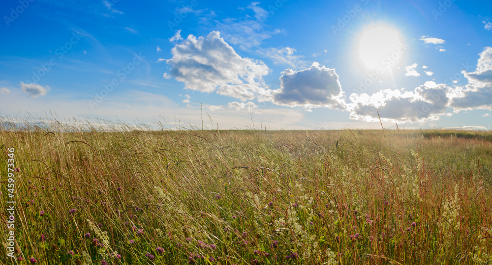 A field overgrown with grass in the evening at sunset