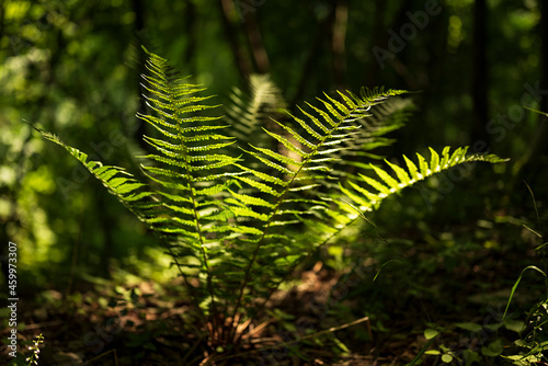 Beautiful shot of a Common lady fern (Athyrium filix-femina) in backlight in a pristine forest, Teutoburg Forest, Germany