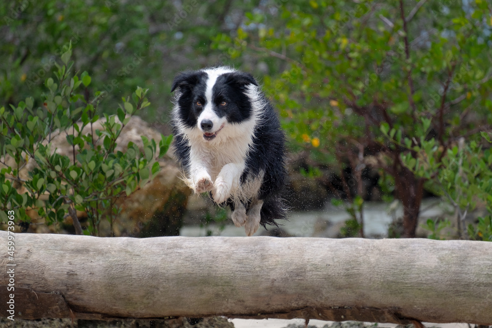 border collie jumping trunk on the beach border collie jumping trunk on the beach