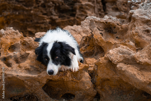 border collie dog lying on the rock © bgrangeon