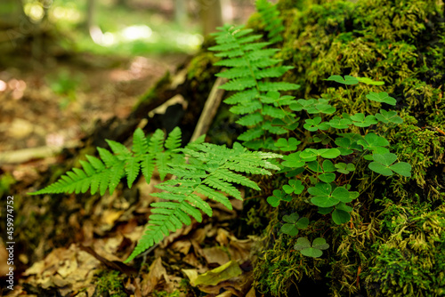 Fern and clover plants growing on foot of a moss-covered tree in the forest  Teutoburg Forest  Germany