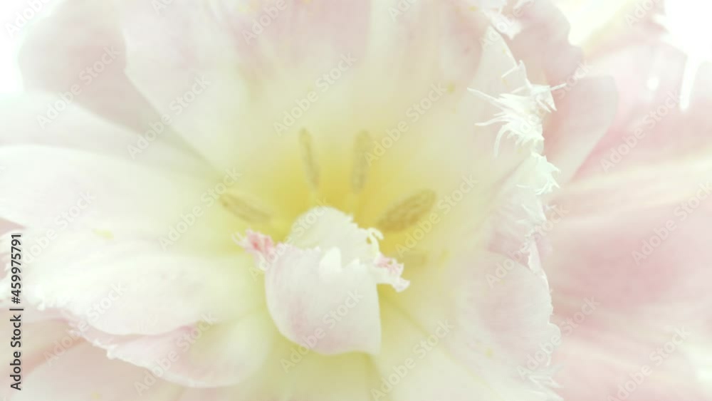 Peony closeup. Beautiful pink Peony on white background macro shot. Blooming peony flower opening, time lapse, close-up. Wedding backdrop, Valentine's Day concept. UHD 4K video timelapse. Peony closeup. Beautiful pink Peony on white background macro shot. Blooming peony flower opening, time lapse, close-up. Wedding backdrop, Valentine's Day concept. UHD 4K video timelapse.