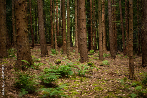 Trunks of fir trees in a coniferous forest with moss and fern on the floor, Weserbergland Germany