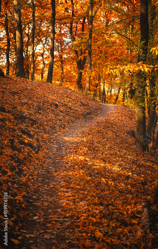 Pathway in the forest at au...