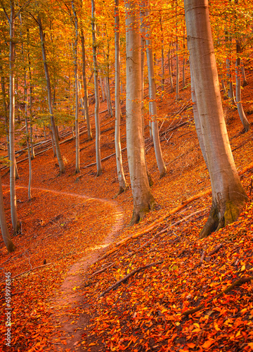 Pathway in the forest at au...