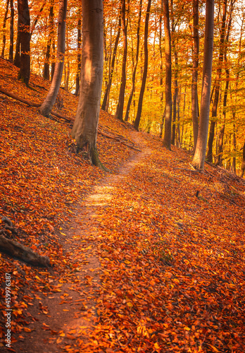 Pathway in the forest at au...