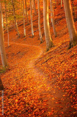 Pathway in the forest at au...