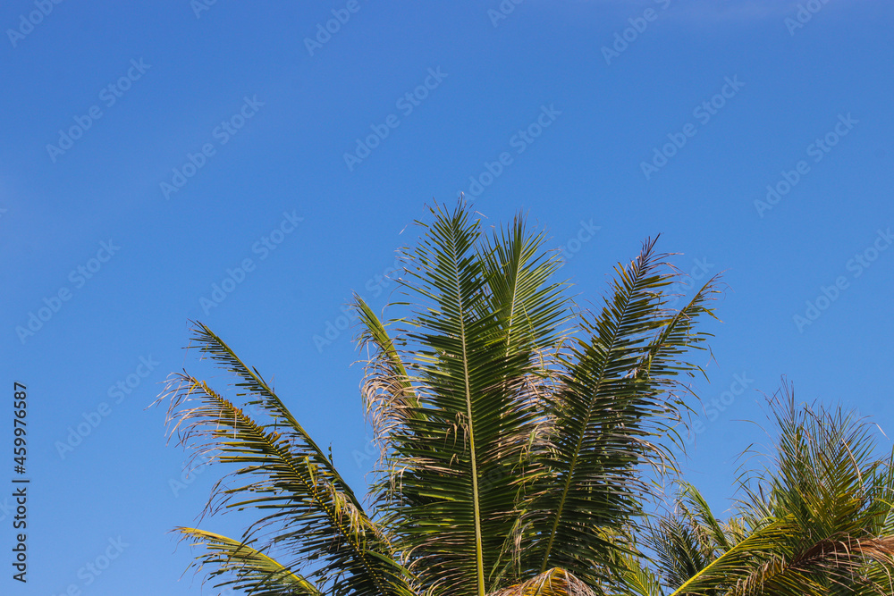 Coconut leaves against clear blue sky in the morning Coconut leaves against clear blue sky in the morning