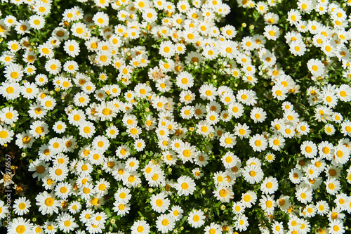 View of the field of daisies. Chamomile background picture. High quality photo
