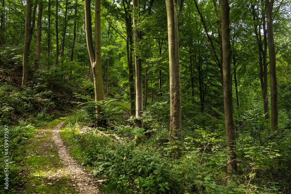 Single trail footpath in a beautiful green beech tree forest on the Kanzelweg hiking trail near Detmold, Teutoburg Forest, Germany Single trail footpath in a beautiful green beech tree forest on the Kanzelweg hiking trail near Detmold, Teutoburg Forest, Germany