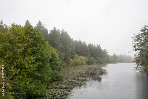 Misty Morning Forest River Landscape